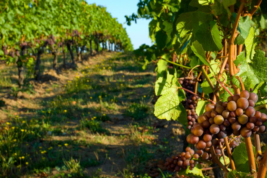 vineyard near prescott