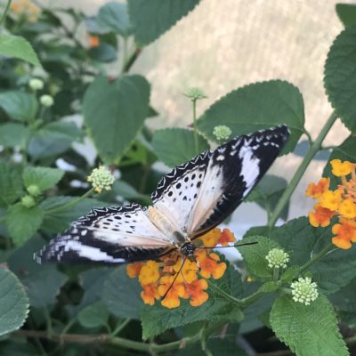 The Wonder of Butterflies: The Butterfly Pavilion, Denver, Colorado