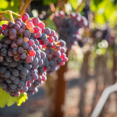 Exploring the Best of Arizona Wine at Prescott Wineries