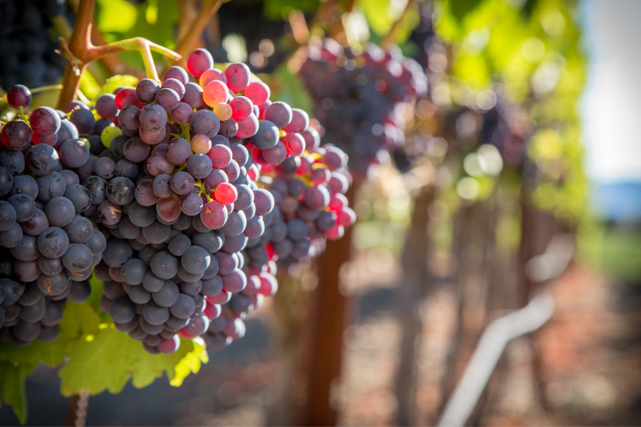 prescott winery vineyard grapes