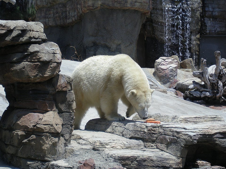 san diego zoo web cams
