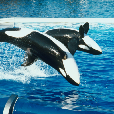 Is Sea World All Day Dining Worth it?
