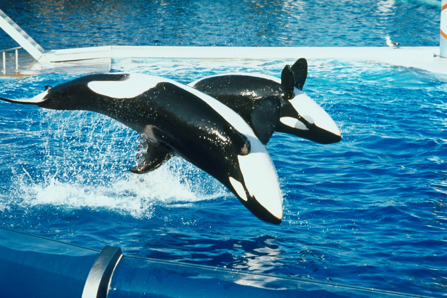 Watching shamu and wondering if sea world all day dining is worth it?