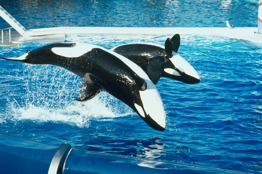 Watching shamu and wondering if sea world all day dining is worth it? 