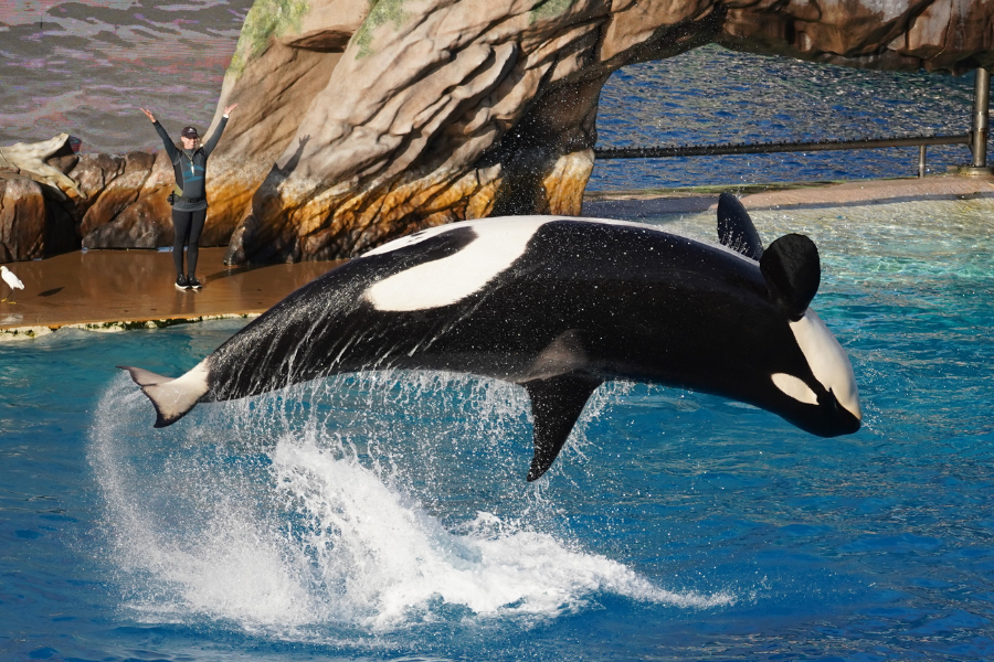 is sea world all day dining worth it?